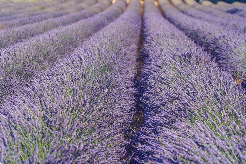 Summer Lavender