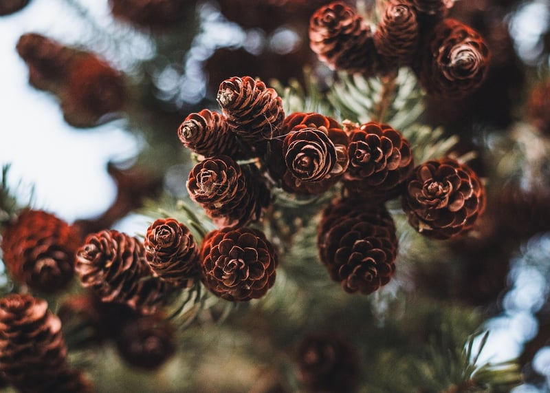 Winter Pine Cones