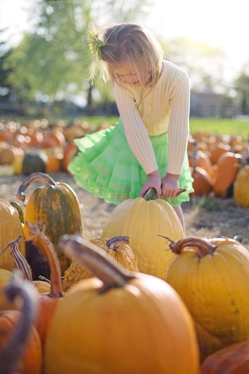 Autumn Pumpkin