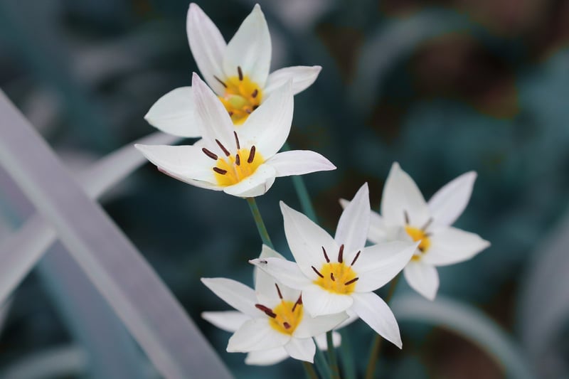 Spring Tulips
